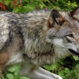 L’autorisation, valable jusqu’au 31 janvier 2024, permettait de procéder au prélèvement complet de sept meutes de loups sur les treize que compte actuellement le Valais (image symbolique). KEYSTONE/FABRICE COFFRINI